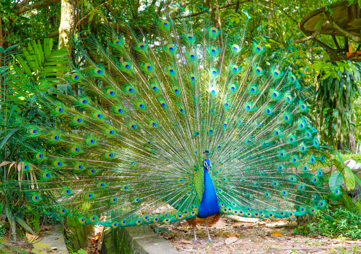 Peacock
